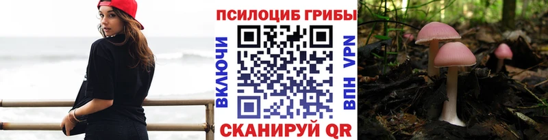Псилоцибиновые грибы Psilocybe блэк спрут рабочий сайт Куровское